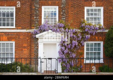 wisteria in flower on an old house in burnham on crouch on the essex coast Stock Photo