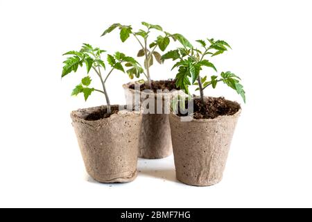 A tomato seedling in the peat pot, isolated on white background Stock Photo