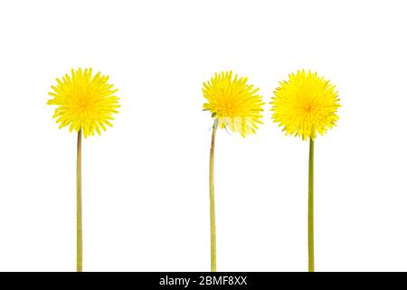 Beautiful yellow spring dandelion flowers bunch isolated on clear white background. Spring or summer background.T araxacum officinale. Stock Photo