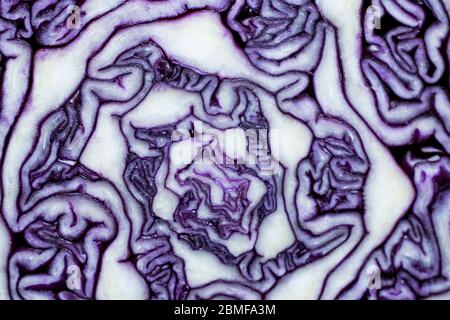 Close up of cross section of half a raw red cabbage Stock Photo