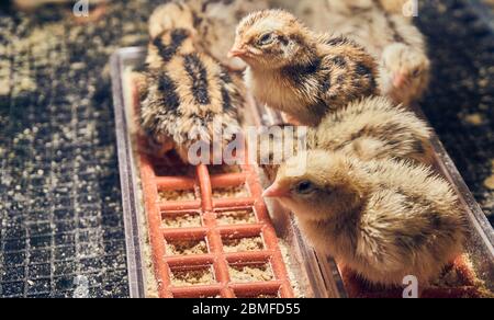 Sweet quail chicks next to each other Stock Photo