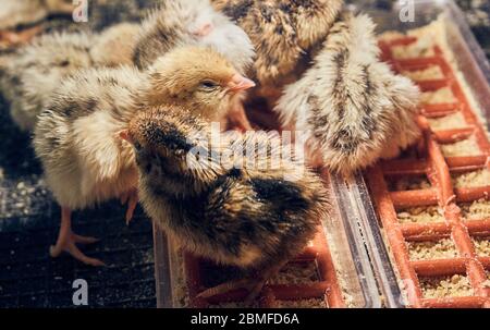 Sweet quail chicks next to each other Stock Photo