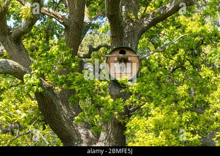 Large bird nest box for owls or kestrels in a mature English oak tree, UK Stock Photo