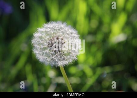 A close up photo of a dandelion seed puff ball head, shallow depth of field, selective focus.  Beautiful sunlight with natural greenery background Stock Photo