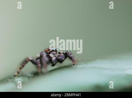 A jumping spider on a green plant leaf Stock Photo