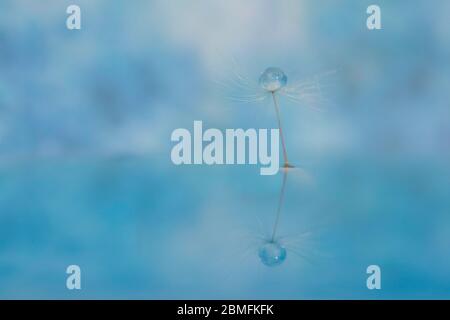 A water droplet on a dandelion seed while also reflecting on water Stock Photo