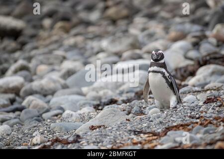 Magellanic Penguin on the ground, Magdalena Island, Strait of Magellan, Patagonia, Chile Stock Photo