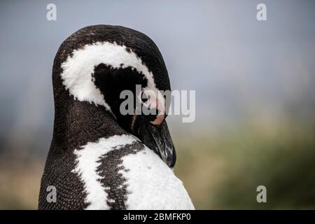 Magellanic Penguin on the ground, Magdalena Island, Strait of Magellan, Patagonia, Chile Stock Photo