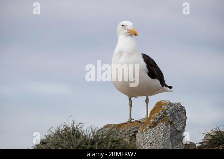 Adult Kelp Gull, or Dominican Gull, standing on a rock, Isla Magdalena, Magellan Strait, Chile Stock Photo