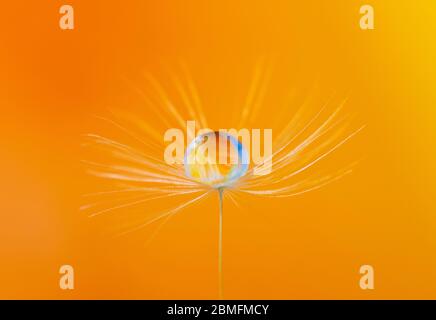 A water droplet on a dandelion seed Stock Photo