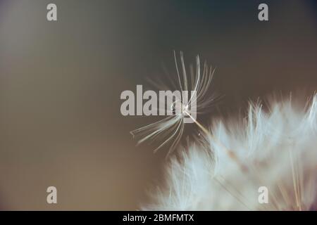 A water droplet on a dandelion seed Stock Photo