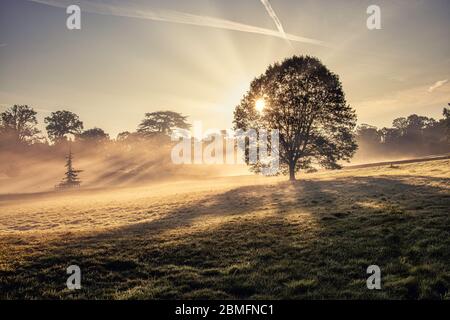 Sun beams shining through the branches of a single tree on a misty morning Stock Photo
