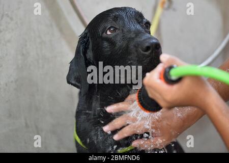 are dogs allowed in thailand