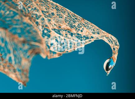 Skeleton leaf with water droplet Stock Photo
