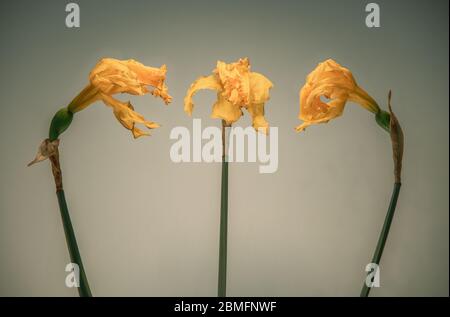 Three dry daffodils Stock Photo