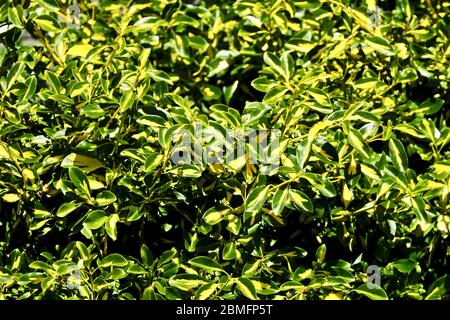 Euonymus japonicus 'Golden Maiden' Stock Photo