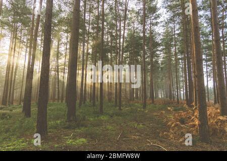 Sun beams shining through forest trees Stock Photo