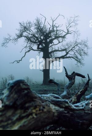 *A single tree stands stall while another lays fallen on the damp ground in a foggy outdoor scene Stock Photo