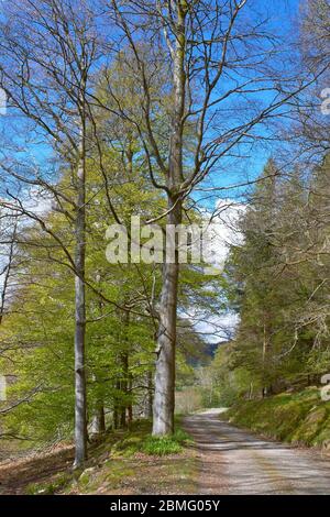 BEECH TREES Fagus ALONGSIDE A PATH WITH GREEN LEAVES IN EARLY SPRING Stock Photo