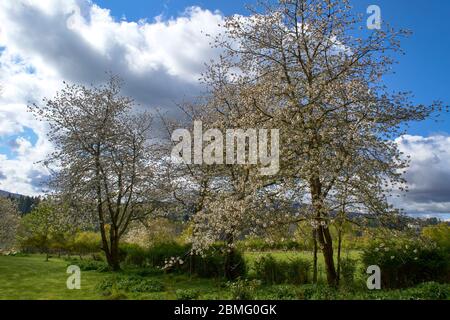 WHITE BLOSSOMS OR FLOWERS OF THE CHERRY TREE Prunus IN EARLY SPRING Stock Photo