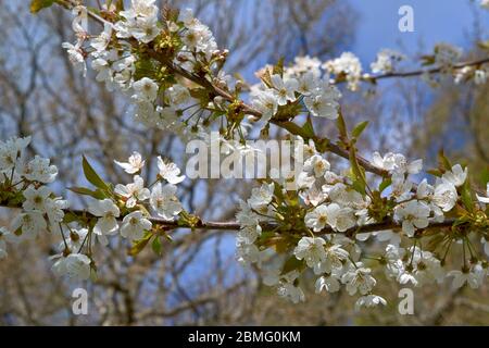 WHITE BLOSSOMS OR FLOWERS ON BRANCHES OF THE CHERRY TREE Prunus IN SPRING Stock Photo