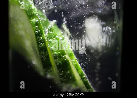 Macro close up of isolated cocktail glass with gin, sparkling tonic water, ice cube and slices of green cucumber (focus on bubbles left) Stock Photo