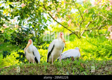 A flock of milk storks sits on a green lawn in a park. Stock Photo