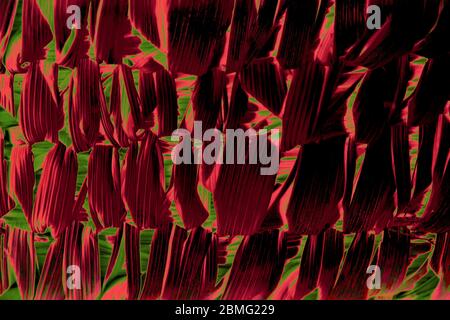 A wonderful nice red ,green and colorful  photo of  woody basket used as illustration wallpaper abstract background cards design decoration texture Stock Photo