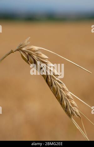 A head of barley with field in background waiting to be harvested. Burrelton,Perthshire,Scotland UK Stock Photo