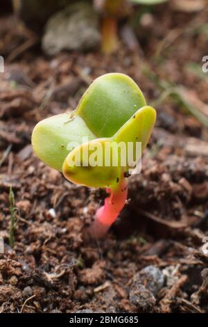 Raphanus sativum 'French Breakfast' radish seedlings Stock Photo