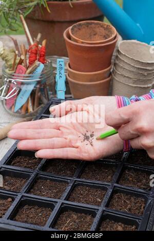 Sowing lettuce seed 'Little Gem' variety in a modular seed tray using a pencil to aid seed spacing. UK Stock Photo