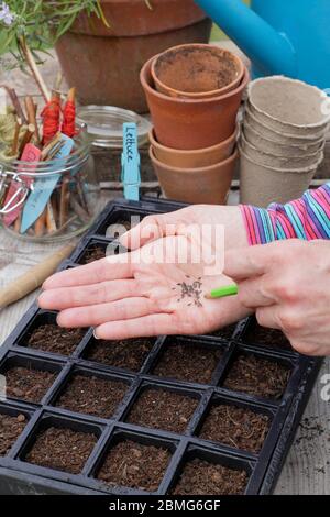 Sowing lettuce seed 'Little Gem' variety in a modular seed tray using a pencil to aid seed spacing. UK Stock Photo