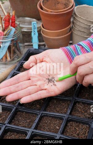 Sowing lettuce seed 'Little Gem' variety in a modular seed tray using a pencil to aid seed spacing. UK Stock Photo