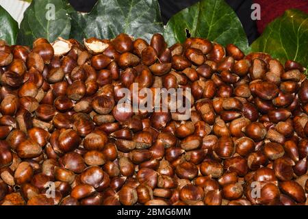Ripe chestnuts close up. Raw Chestnuts for Christmas. Fresh sweet chestnut. Castanea sativa top wiew. Food background. Stock Photo