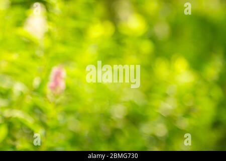 Defocused natural green plants and flower background with sunlight Stock Photo
