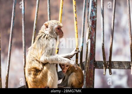 Macaque monkey protects her infant at Taung Kalat on Mt. Popa, Myanmar. Stock Photo