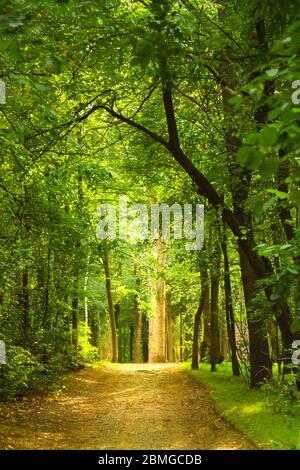 tunnel of green trees, a path in the distance. Perspective frame. Summer is waiting for autumn, appeared on earth the first dry leaves Stock Photo