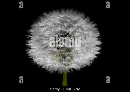 Dandelion illuminated on black background. Closeup macro photography. Stock Photo