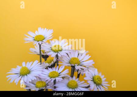 Very close up of little daisies flowers on yellow background Stock Photo