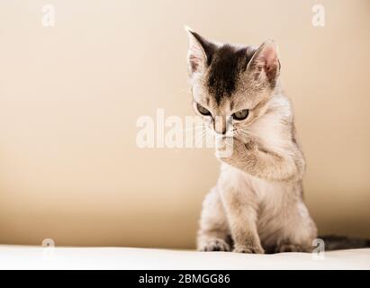 Singapura kitten preening Stock Photo