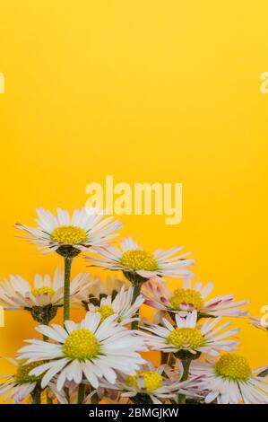 Very close up of little daisies flowers on yellow background Stock Photo