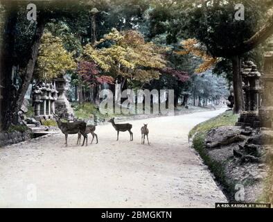 [ 1880s Japan - Sacred Deer at Nara Park ] —   Sacred Shika deer on the road to Kasuga Taisha (春日大社, Kasuga Grand Shrine) in Nara Park, Nara.  The park was established in 1880 (Meiji 13). Until 1637, killing a sacred deer was a capital offense punishable by death.   After the end of WWII, the divine status of the deer was officially removed, but they are still seen as sacred locally and they’re legally protected from hunting.  19th century vintage albumen photograph. Stock Photo