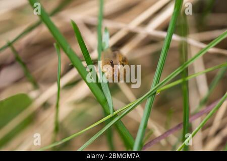 Amber Snail on Leaf in Springtime Stock Photo