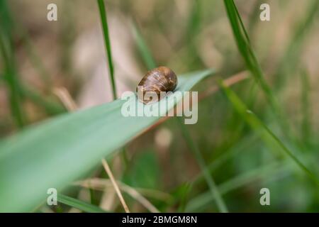 Amber Snail on Leaf in Springtime Stock Photo