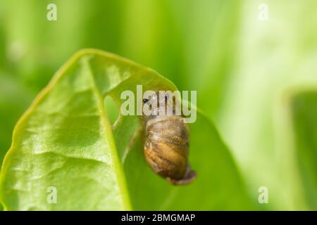 Amber Snail on Leaf in Springtime Stock Photo