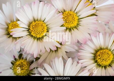 Very close up of little daisies flowers on white background Stock Photo