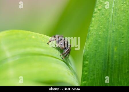 Bold Jumping Spider in Springtime Stock Photo