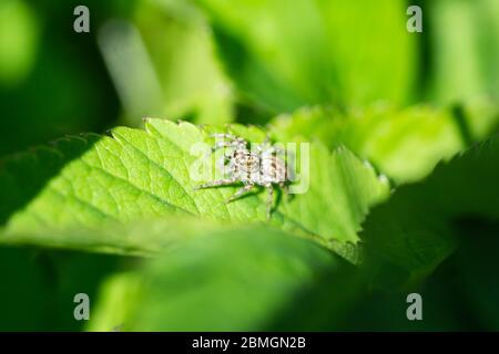 Dimorphic Jumping Spider on Leaf in Springtime Stock Photo