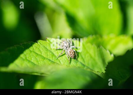 Dimorphic Jumping Spider on Leaf in Springtime Stock Photo