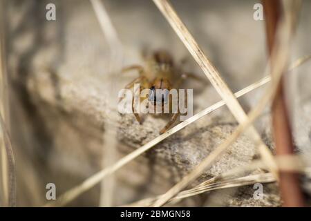 Dimorphic Jumping Spider in Springtime Stock Photo
